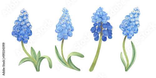 Fotografía A collection of watercolor drawings of muscari with foliage