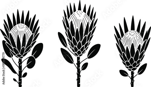 King Protea Flower Silhouette Collection, Black and White Botanical Vector Illustrations, Exotic South African Floral Graphics for Wedding Invitations and Minimalist Decor Designs