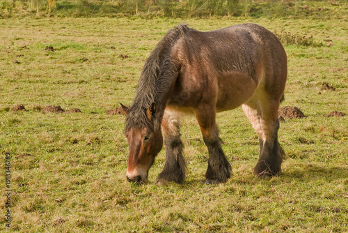 Photos brown belgian draft horse grazing in a meadow in Bourgoyen nature reserve, Ghent