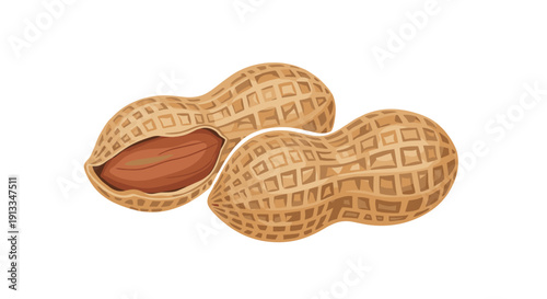 Close up illustration of two roasted peanuts in their textured tan shells with one partially open to reveal the nut inside on white background.