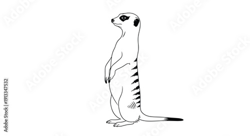 Standing meerkat in a characteristic alert posture looking sideways in a clean black and white line art illustration for coloring or design.