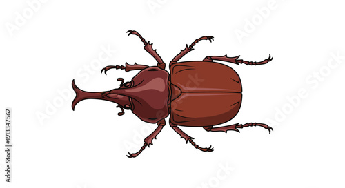 Detailed top down view of a large brown rhinoceros beetle showing its impressive horn and segmented legs on a clean white background.