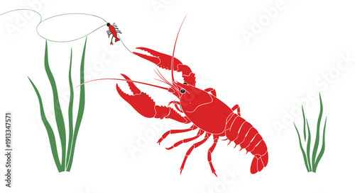 Red crawfish or crayfish swimming among green underwater plants and investigating a small piece of bait on a fishing line for nature study.