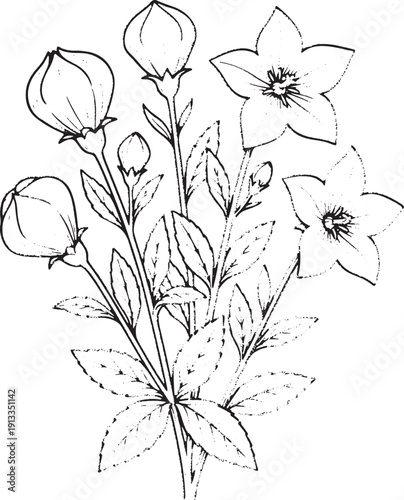 Hand Drawn Balloon Flower (Platycodon) Illustration - Vintage Botanical Sketch of Star-Shaped Blooms and Inflated Buds
