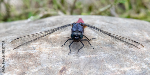 Common Red Skimmer, Dragonfly, Orthetrum pruinosum, at Tian Tan Buddha, on Lantau Island, Hong Kong, on a rock