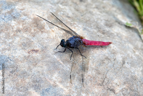 Common Red Skimmer, Dragonfly, Orthetrum pruinosum, at Tian Tan Buddha, on Lantau Island, Hong Kong, on a rock