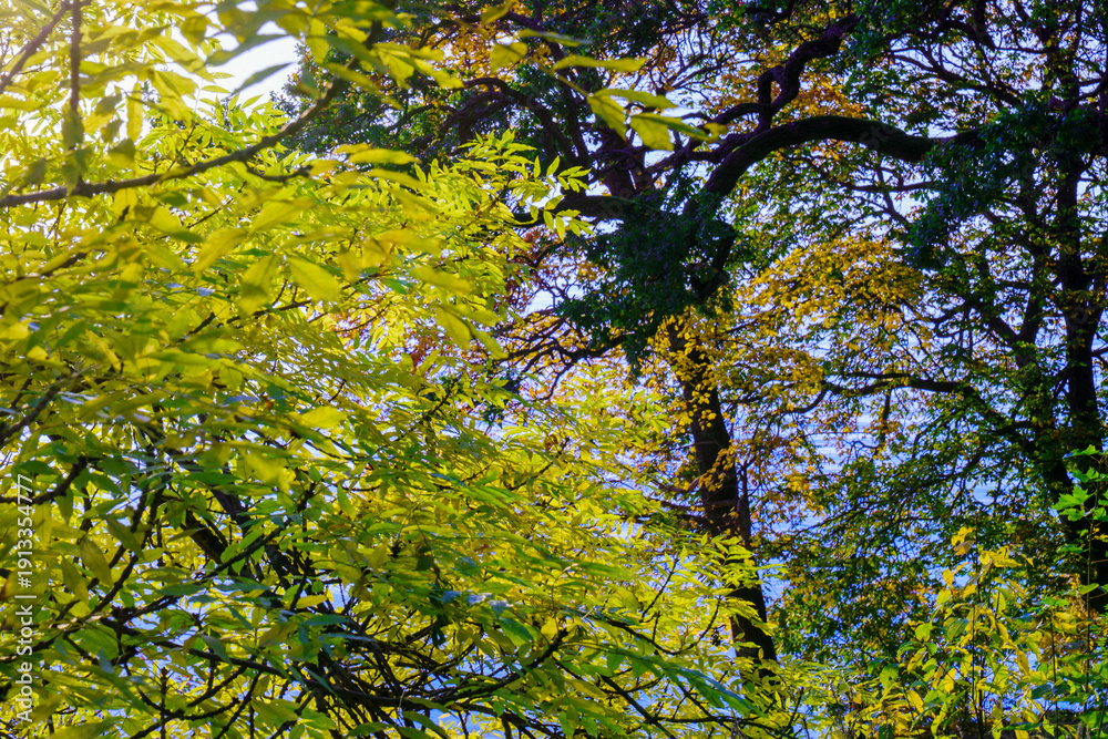 Fototapeta premium Sunlit Green Leaves in Autumn Forest Canopy