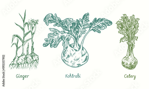 Ginger, kohlrabi, celery.  Ink black and white doodle drawing in woodcut style