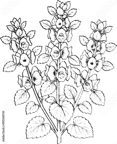 Hand Drawn Lemon Balm (Melissa officinalis) Illustration - Vintage Botanical Sketch of Mint Family Herb