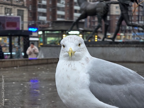 Bild auf Leinwand seagull in the city