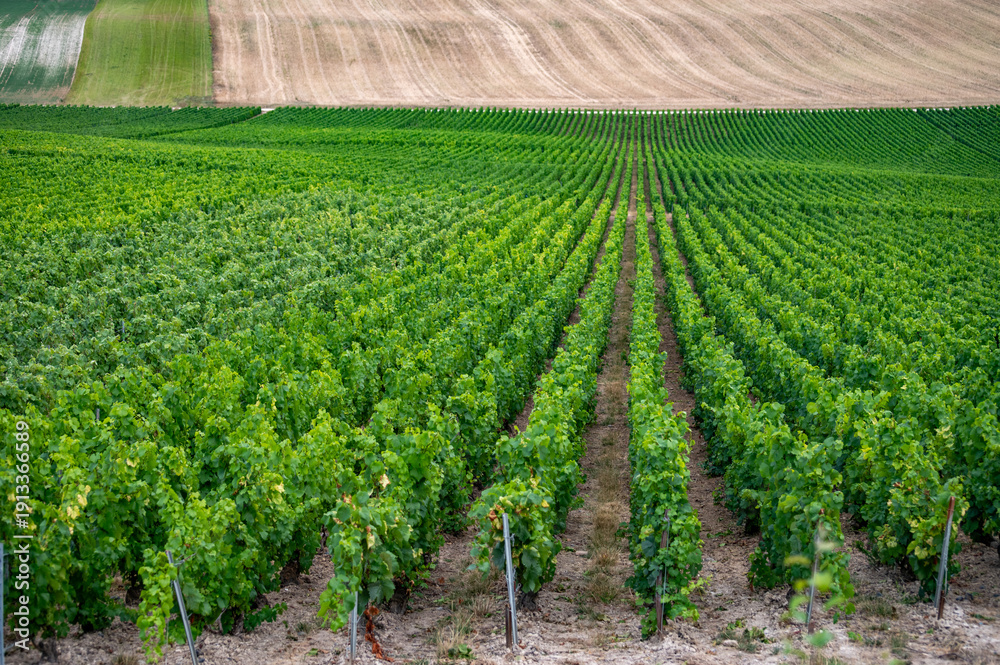 Fototapeta premium Vineyards near Sézanne in Champagne region, France, Champagne sparkling wine production landscape, rows of green grapes plants