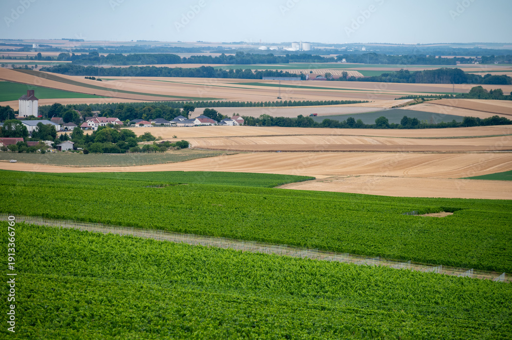 Fototapeta premium Vineyards near Sézanne in Champagne region, France, Champagne sparkling wine production landscape, rows of green grapes plants