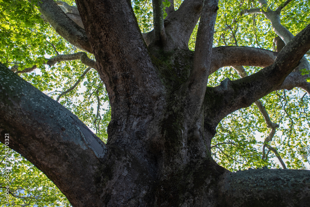 Obraz premium A 1000-year-old historical plane tree located in Bursa Türkiye