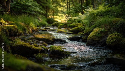 Tranquil stream in lush green forest