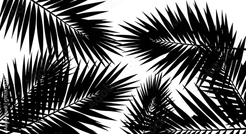 Black Silhouette of Palm Tree Leaves on White Background.