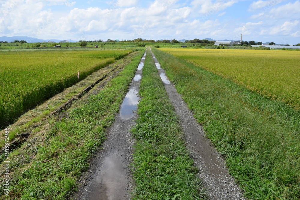 Obraz premium 農道と田園風景 山形県庄内