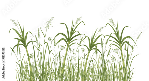 A lush green border of diverse tall grass and leafy plants, with slender stalks and delicate white flowers, grows abundantly.