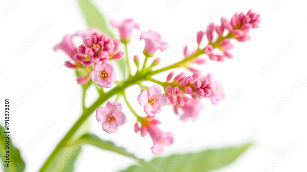 Obraz premium Bright beautiful spiraea flowers of pink color on a green stem close-up on a white isolated background
