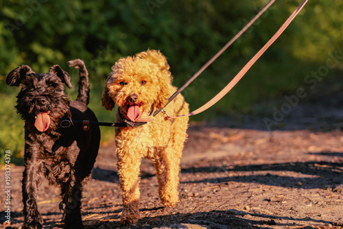 Εκτύπωση καμβά Two small dogs, black schnauzer and curly poodle, walking on leashes along sunlit dirt path