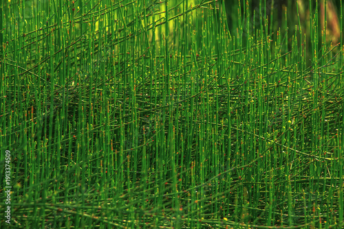 Tableau sur toile Medicinal plant Equisetum hyemale in spring.