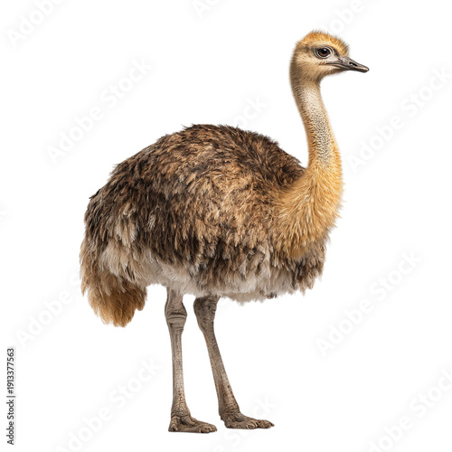 PNG of Young ostrich standing gracefully with soft brown feathers and a curious expression.