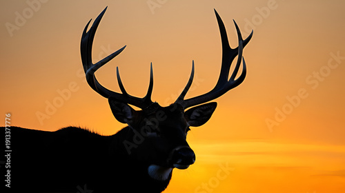 Whitetail Buck silhouette at sunset during the fall deer hunting season