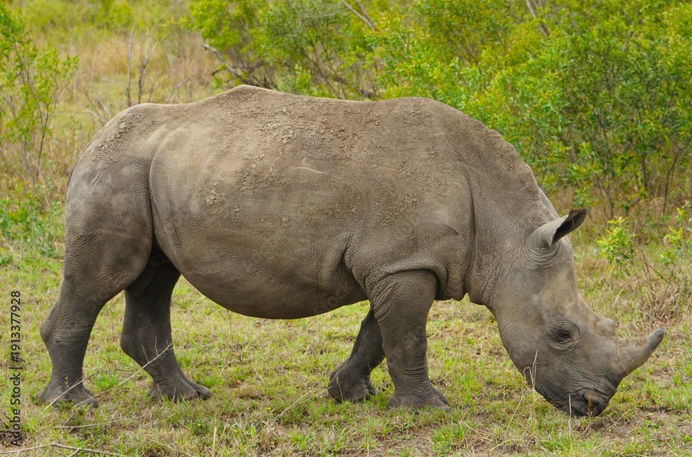 Fototapeta premium rhino in the grass