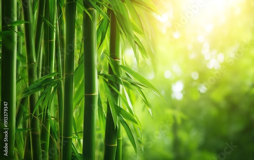 Serene Bamboo Grove with Dense Stalks Illuminated by Soft Morning Light