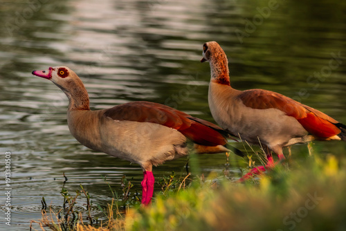 The Egyptian goose is an African member of the Anatidae family including ducks, geese, and swans.