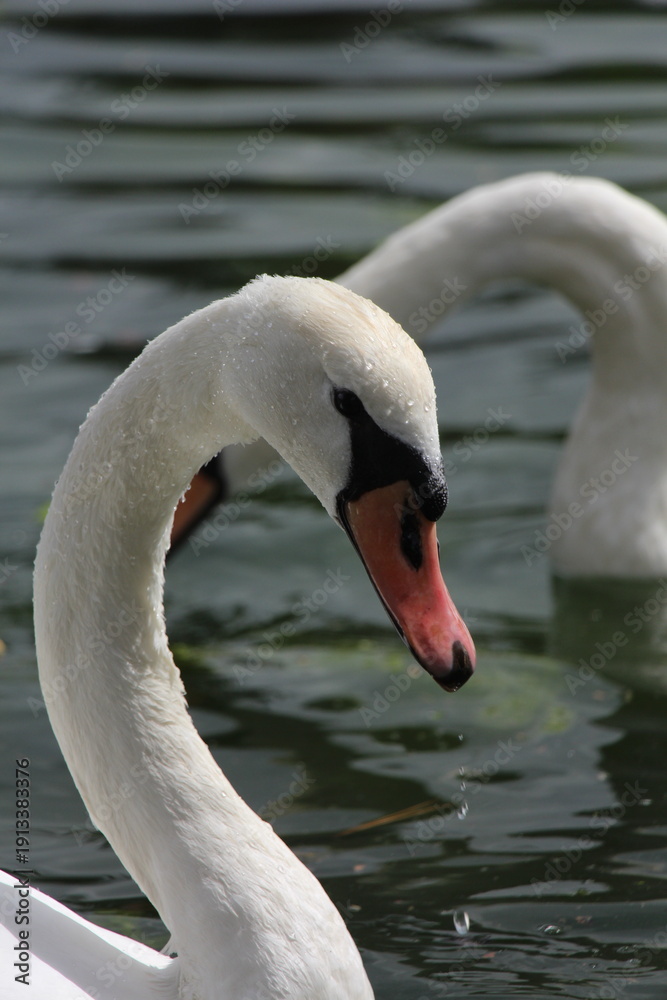Fototapeta premium swan on the lake