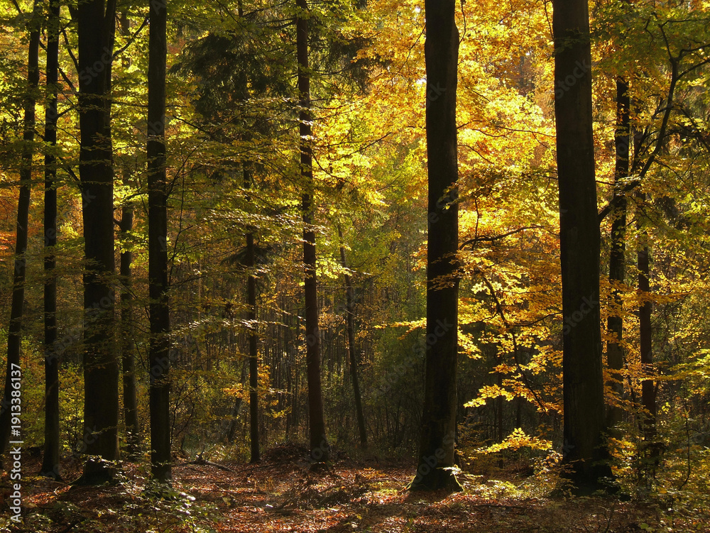 Fototapeta premium Dramatic sun rays piercing through the trees in a misty autumn forest. The light hits the golden leaves and creates a magical atmosphere in the woods.