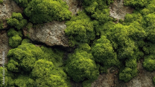 Moss Growing on a Rock Texture