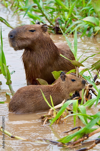 Capybara (Hydrochoerus hydrochaeris) Family wading in river on the lookout Brazil Pantanal National Park