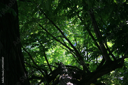 Grüner Tunnel
