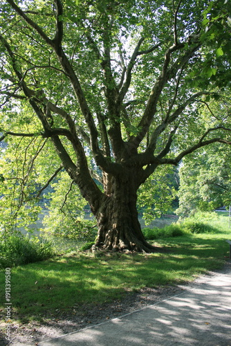 Baum im Park