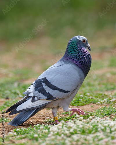 the racing pigeon