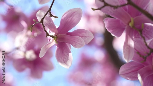 Elegant magnolia blossom in floral composition. Magnolia blossom with soft focus background. Magnolia blossom representing beauty and purity. Magnolia blossom in calm spring atmosphere.