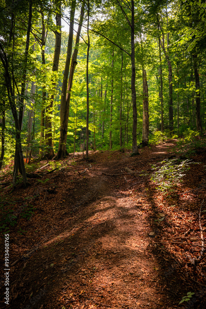Fototapeta premium Forest Path Through Sunlit Green Woodland
