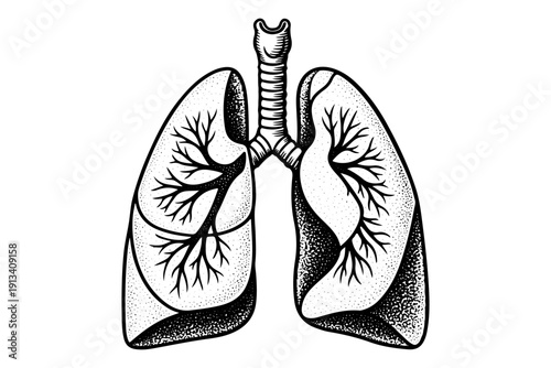 Vintage human lungs engraving, antique medical anatomy sketch and respiratory system illustration in woodcut style isolated