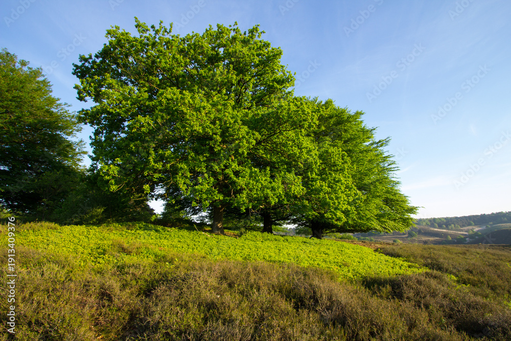 Obraz premium Spring sunrise on the Posbank