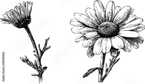 Vintage engraved chamomile flower and bud sketch for botanical design