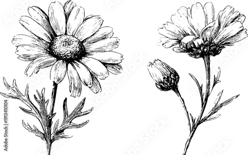 Detailed engraved illustrations of chamomile flowers and buds for design and decoration