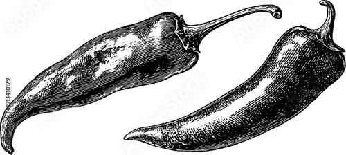 Vintage engraved illustration set of chili pepper, paprika, and jalapeno for retro design