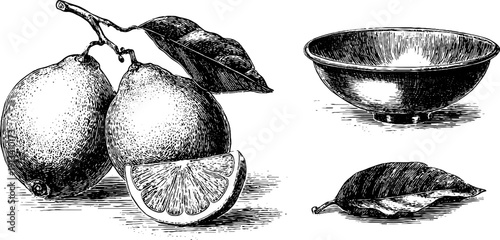 Vintage citrus assortment and leaf elements with bowl - hand drawn engraving for retro design