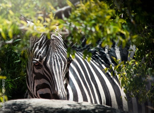 zebra in the park