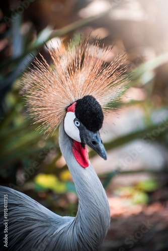 grey crowned crane