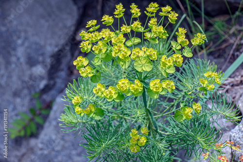 Foto Flowers of Cypress Spurge or Euphorbia cyparissias