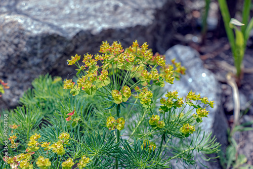 Foto Close up of the yellow flowers of Cypress spurge Euphorbia cyparissias or leafy