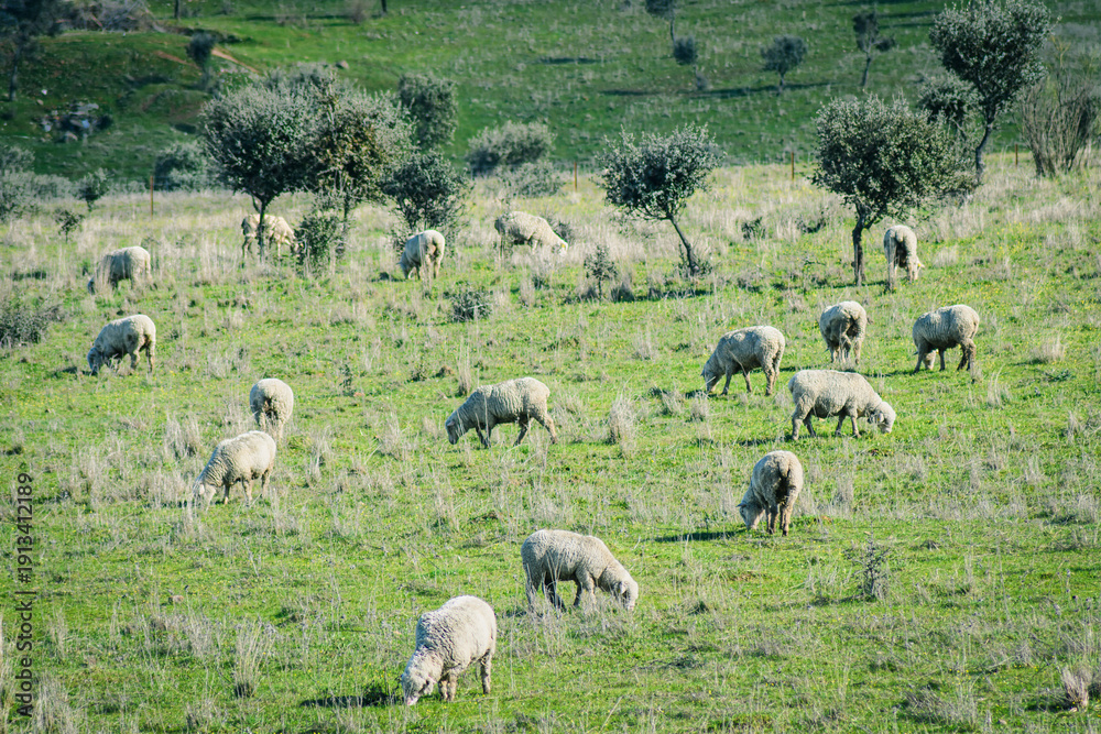 Fototapeta premium Flock of sheep grazing on spring meadow, Extremadura