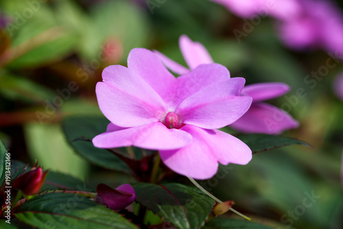 A close-up of purple geraniums in full bloom.